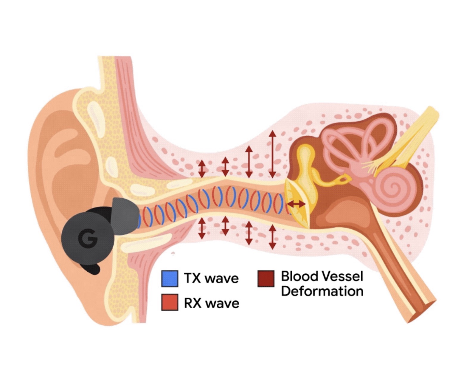 Google's innovative technology can transform regular ANC earbuds into heart  rate monitors - google earbuds heart monitoring tech 