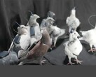 A group of remote-controlled pigeons from Neiry (Image source: Neiry; edited)