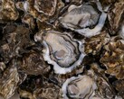 Close-up of fresh opened oysters on the half shell (Image source: Mitili Mitili via Unsplash; cropped)