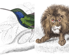 Wildlife illustrations