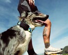 Fi Ultra attaches to the dog's collar.