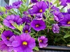 Super-Macro-Mode