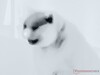 Cat thermal shot with the inverted filter