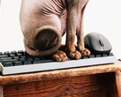 Wallhack is entering the market for gaming keyboards and mice.