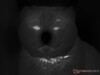 Thermal shot of cat in dark mode