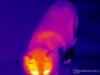 Action thermal shot of a cat