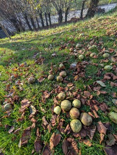 Ultra-wide-angle camera