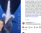 GatorChris explains in a video that whales do not nurse that way